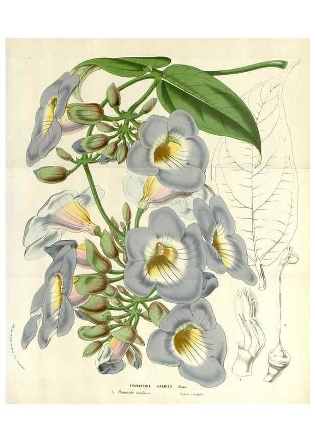 Reproducción/Reproduction 49584105408: Flore des serres et des jardins de l'Europe. A Gand :chez Louis van Houtte, eÌditeur,1845-1880.. 