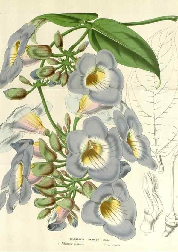 Reproducción/Reproduction 49584105408: Flore des serres et des jardins de l'Europe. A Gand :chez Louis van Houtte, eÌditeur,1845-1880.. 