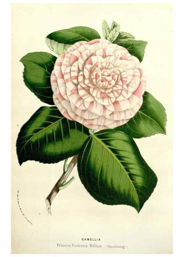 Reproducción/Reproduction 49584603941: Flore des serres et des jardins de l'Europe. A Gand :chez Louis van Houtte, eÌditeur,1845-1880.. 