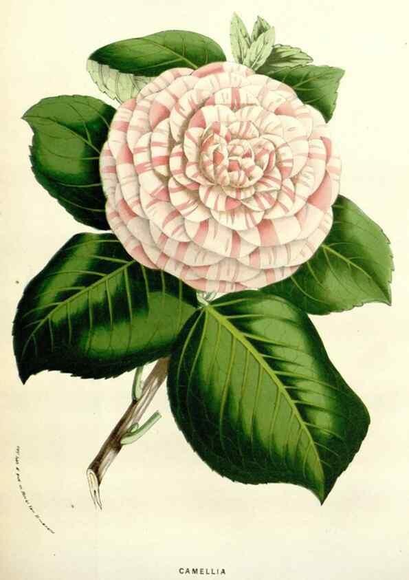 Reproducción/Reproduction 49584603941: Flore des serres et des jardins de l'Europe. A Gand :chez Louis van Houtte, eÌditeur,1845-1880.. 