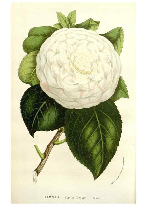 Reproducción/Reproduction 49584604266: Flore des serres et des jardins de l'Europe. A Gand :chez Louis van Houtte, eÌditeur,1845-1880.. 