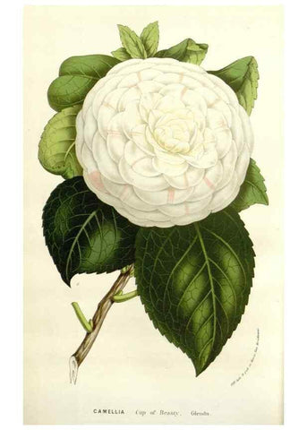 Reproducción/Reproduction 49584604266: Flore des serres et des jardins de l'Europe. A Gand :chez Louis van Houtte, eÌditeur,1845-1880.. 