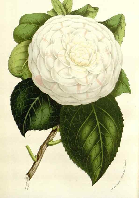 Reproducción/Reproduction 49584604266: Flore des serres et des jardins de l'Europe. A Gand :chez Louis van Houtte, eÌditeur,1845-1880.. 