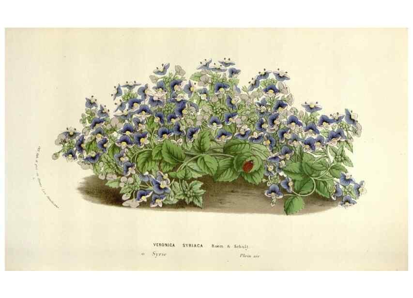 Reproducción/Reproduction 49584600331: Flore des serres et des jardins de l'Europe. A Gand :chez Louis van Houtte, eÌditeur,1845-1880.. 