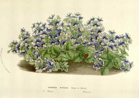 Reproducción/Reproduction 49584600331: Flore des serres et des jardins de l'Europe. A Gand :chez Louis van Houtte, eÌditeur,1845-1880.. 