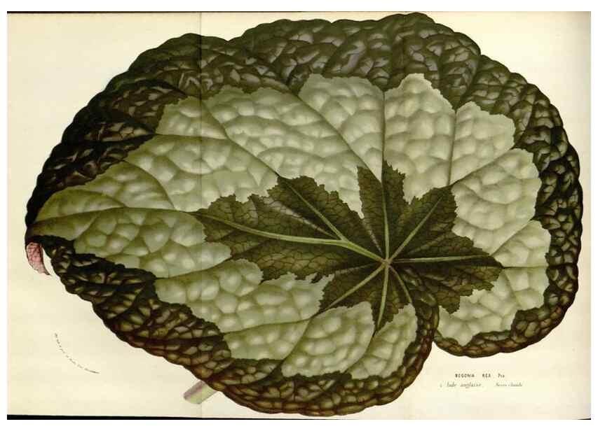Reproducción/Reproduction 49584101803: Flore des serres et des jardins de l'Europe. A Gand :chez Louis van Houtte, eÌditeur,1845-1880.. 