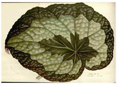 Reproducción/Reproduction 49584101803: Flore des serres et des jardins de l'Europe. A Gand :chez Louis van Houtte, eÌditeur,1845-1880.. 