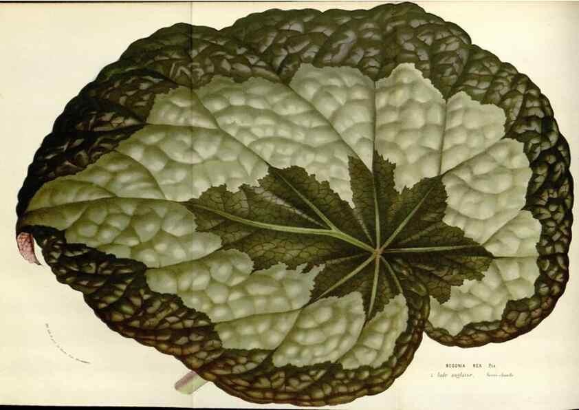 Reproducción/Reproduction 49584101803: Flore des serres et des jardins de l'Europe. A Gand :chez Louis van Houtte, eÌditeur,1845-1880.. 