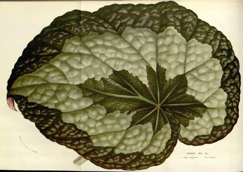 Reproducción/Reproduction 49584101803: Flore des serres et des jardins de l'Europe. A Gand :chez Louis van Houtte, eÌditeur,1845-1880.. 