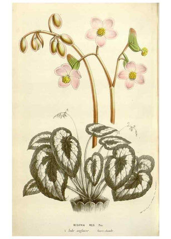 Reproducción/Reproduction 49584101648: Flore des serres et des jardins de l'Europe. A Gand :chez Louis van Houtte, eÌditeur,1845-1880.. 
