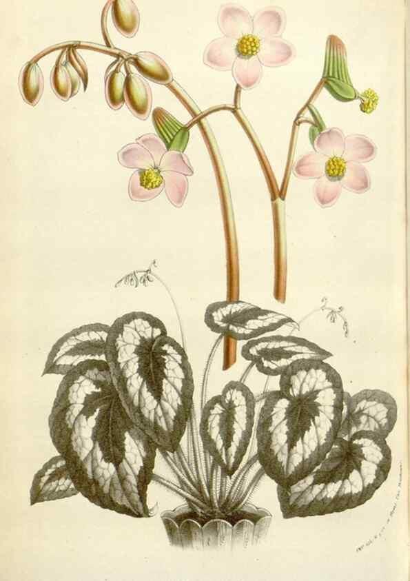 Reproducción/Reproduction 49584101648: Flore des serres et des jardins de l'Europe. A Gand :chez Louis van Houtte, eÌditeur,1845-1880.. 