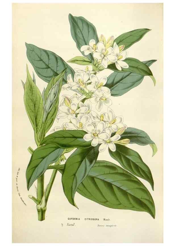Reproducción/Reproduction 49584831352: Flore des serres et des jardins de l'Europe. A Gand :chez Louis van Houtte, eÌditeur,1845-1880.. 