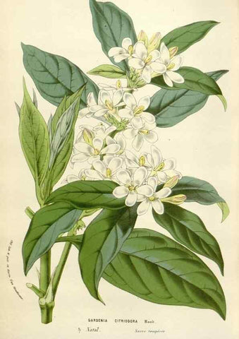 Reproducción/Reproduction 49584831352: Flore des serres et des jardins de l'Europe. A Gand :chez Louis van Houtte, eÌditeur,1845-1880.. 