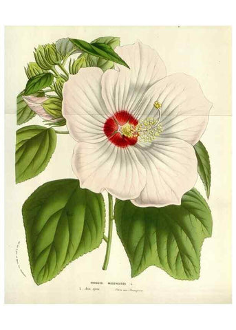 Reproducción/Reproduction 49584095733: Flore des serres et des jardins de l'Europe. A Gand :chez Louis van Houtte, eÌditeur,1845-1880.. 