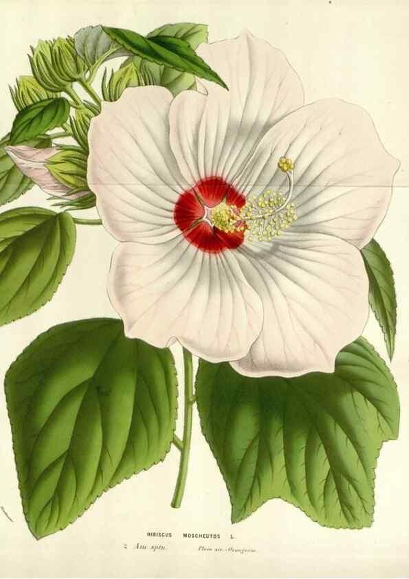 Reproducción/Reproduction 49584095733: Flore des serres et des jardins de l'Europe. A Gand :chez Louis van Houtte, eÌditeur,1845-1880.. 