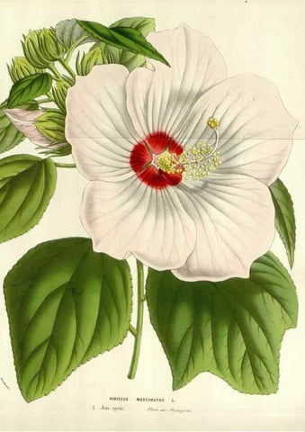 Reproducción/Reproduction 49584095733: Flore des serres et des jardins de l'Europe. A Gand :chez Louis van Houtte, eÌditeur,1845-1880.. 