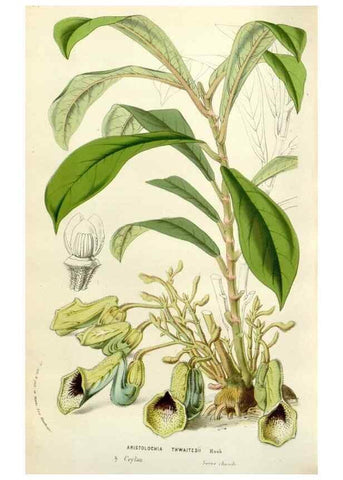 Reproducción/Reproduction 49584096063: Flore des serres et des jardins de l'Europe. A Gand :chez Louis van Houtte, eÌditeur,1845-1880.. 
