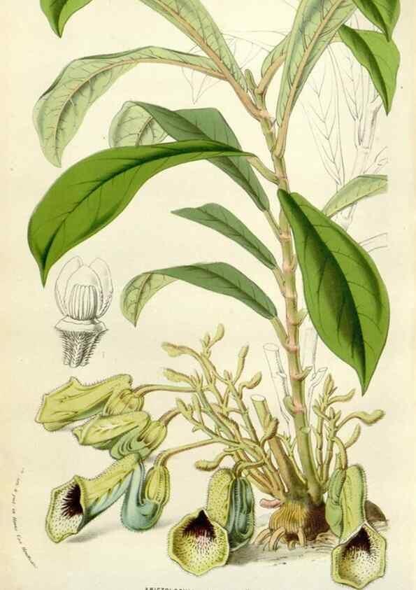 Reproducción/Reproduction 49584096063: Flore des serres et des jardins de l'Europe. A Gand :chez Louis van Houtte, eÌditeur,1845-1880.. 