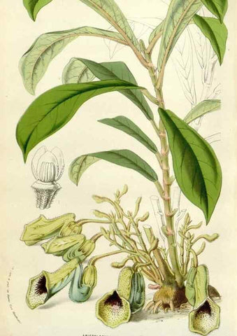 Reproducción/Reproduction 49584096063: Flore des serres et des jardins de l'Europe. A Gand :chez Louis van Houtte, eÌditeur,1845-1880.. 
