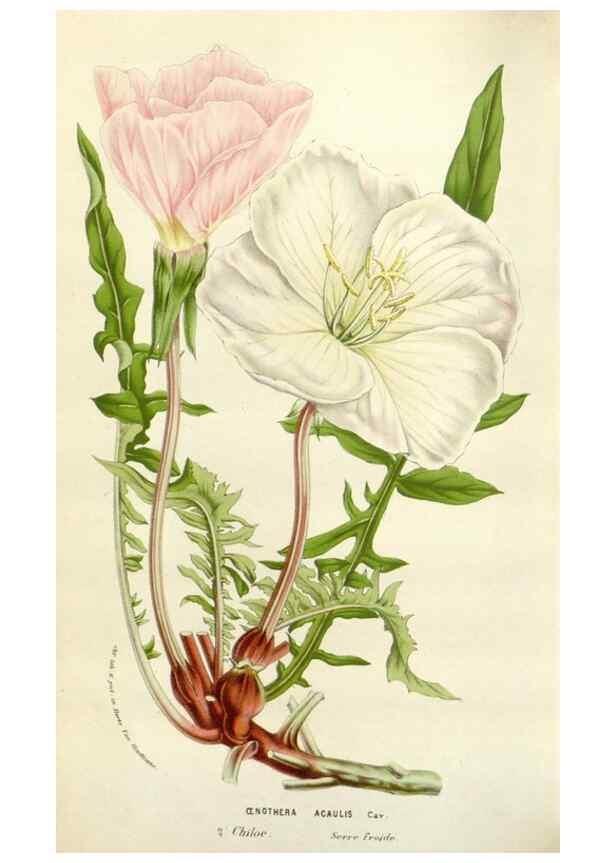 Reproducción/Reproduction 49584594536: Flore des serres et des jardins de l'Europe. A Gand :chez Louis van Houtte, eÌditeur,1845-1880.. 