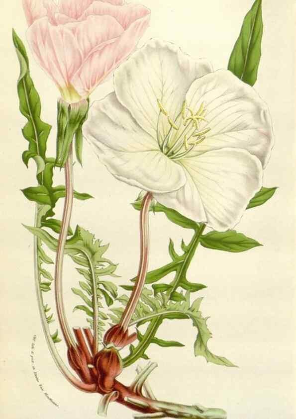 Reproducción/Reproduction 49584594536: Flore des serres et des jardins de l'Europe. A Gand :chez Louis van Houtte, eÌditeur,1845-1880.. 