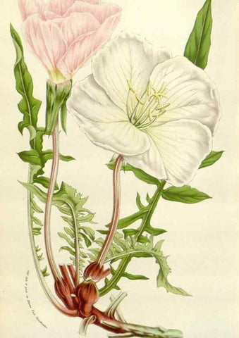Reproducción/Reproduction 49584594536: Flore des serres et des jardins de l'Europe. A Gand :chez Louis van Houtte, eÌditeur,1845-1880.. 