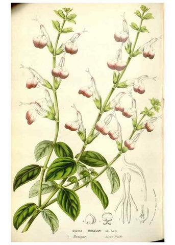 Reproducción/Reproduction 49584096428: Flore des serres et des jardins de l'Europe. A Gand :chez Louis van Houtte, eÌditeur,1845-1880.. 