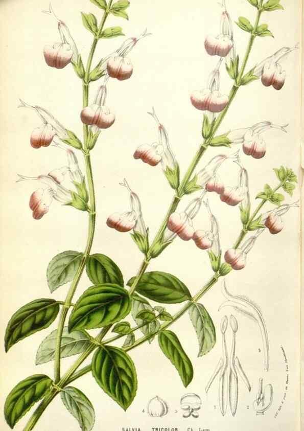 Reproducción/Reproduction 49584096428: Flore des serres et des jardins de l'Europe. A Gand :chez Louis van Houtte, eÌditeur,1845-1880.. 