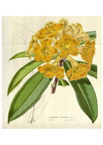 Reproducción/Reproduction 49584096633: Flore des serres et des jardins de l'Europe. A Gand :chez Louis van Houtte, eÌditeur,1845-1880.. 