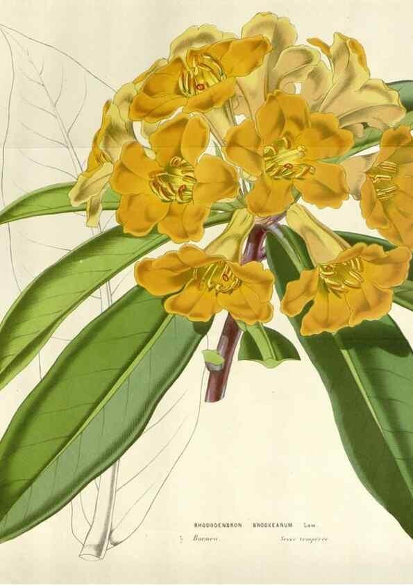 Reproducción/Reproduction 49584096633: Flore des serres et des jardins de l'Europe. A Gand :chez Louis van Houtte, eÌditeur,1845-1880.. 
