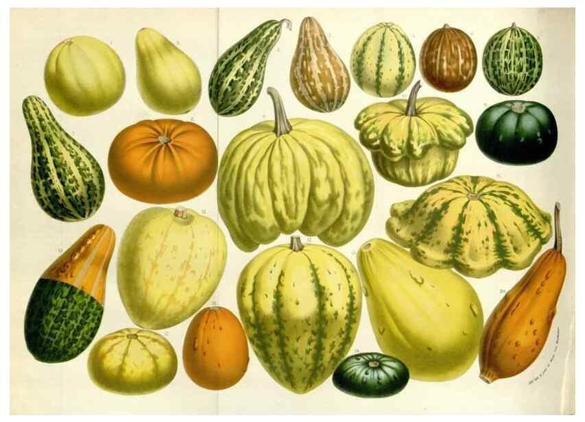 Reproducción/Reproduction 49584826722: Flore des serres et des jardins de l'Europe. A Gand :chez Louis van Houtte, eÌditeur,1845-1880.. 