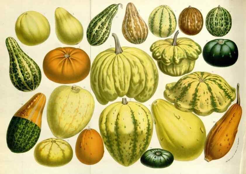 Reproducción/Reproduction 49584826722: Flore des serres et des jardins de l'Europe. A Gand :chez Louis van Houtte, eÌditeur,1845-1880.. 