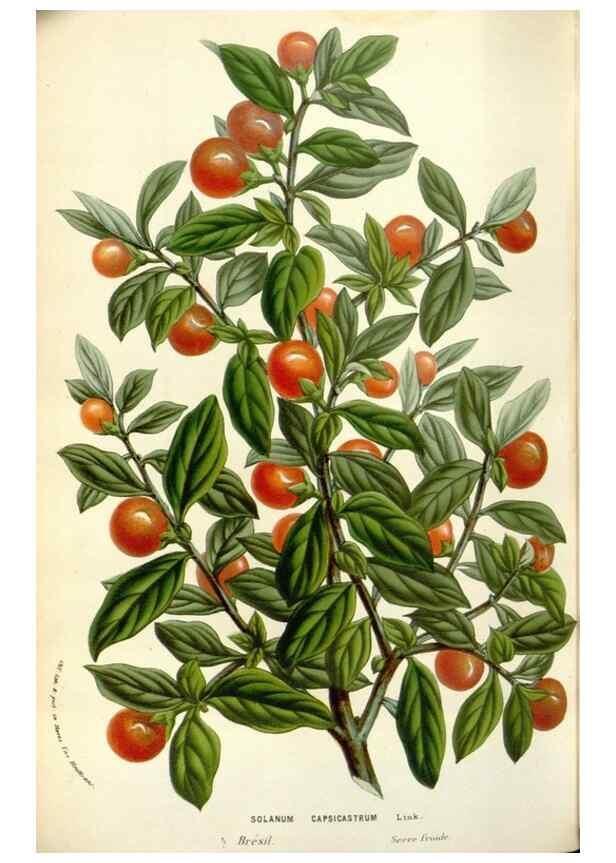 Reproducción/Reproduction 49584097068: Flore des serres et des jardins de l'Europe. A Gand :chez Louis van Houtte, eÌditeur,1845-1880.. 