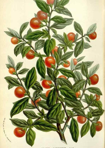 Reproducción/Reproduction 49584097068: Flore des serres et des jardins de l'Europe. A Gand :chez Louis van Houtte, eÌditeur,1845-1880.. 
