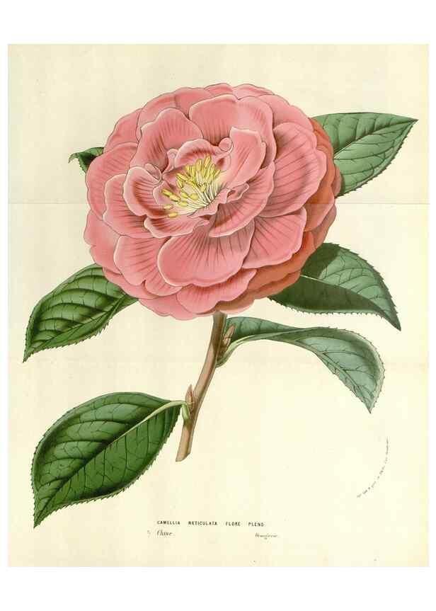 Reproducción/Reproduction 49584836252: Flore des serres et des jardins de l'Europe. A Gand :chez Louis van Houtte, eÌditeur,1845-1880.. 