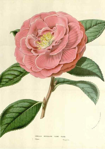 Reproducción/Reproduction 49584836252: Flore des serres et des jardins de l'Europe. A Gand :chez Louis van Houtte, eÌditeur,1845-1880.. 