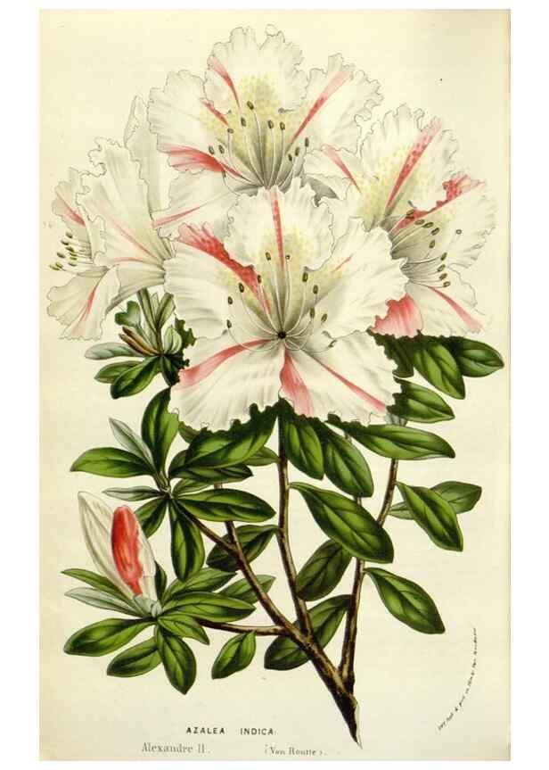 Reproducción/Reproduction 49584827242: Flore des serres et des jardins de l'Europe. A Gand :chez Louis van Houtte, eÌditeur,1845-1880.. 