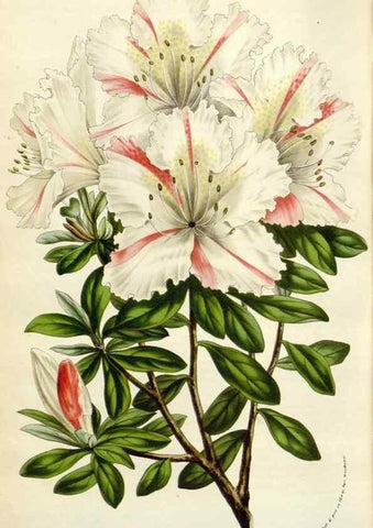 Reproducción/Reproduction 49584827242: Flore des serres et des jardins de l'Europe. A Gand :chez Louis van Houtte, eÌditeur,1845-1880.. 