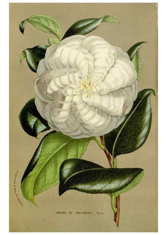 Reproducción/Reproduction 49584098053: Flore des serres et des jardins de l'Europe. A Gand :chez Louis van Houtte, eÌditeur,1845-1880.. 