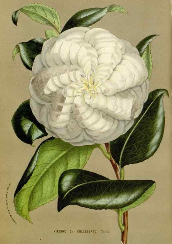 Reproducción/Reproduction 49584098053: Flore des serres et des jardins de l'Europe. A Gand :chez Louis van Houtte, eÌditeur,1845-1880.. 