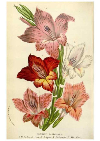 Reproducción/Reproduction 49584597691: Flore des serres et des jardins de l'Europe. A Gand :chez Louis van Houtte, eÌditeur,1845-1880.. 