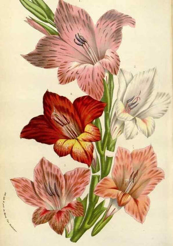 Reproducción/Reproduction 49584597691: Flore des serres et des jardins de l'Europe. A Gand :chez Louis van Houtte, eÌditeur,1845-1880.. 