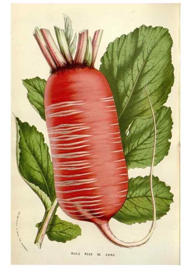Reproducción/Reproduction 49584829702: Flore des serres et des jardins de l'Europe. A Gand :chez Louis van Houtte, eÌditeur,1845-1880.. 