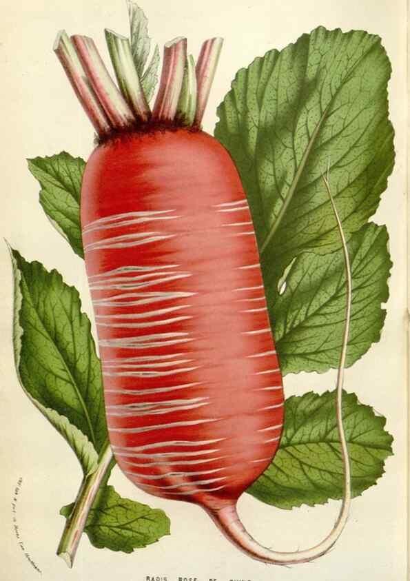Reproducción/Reproduction 49584829702: Flore des serres et des jardins de l'Europe. A Gand :chez Louis van Houtte, eÌditeur,1845-1880.. 