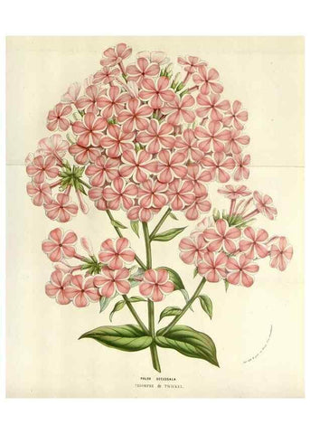 Reproducción/Reproduction 49584598251: Flore des serres et des jardins de l'Europe. A Gand :chez Louis van Houtte, eÌditeur,1845-1880.. 