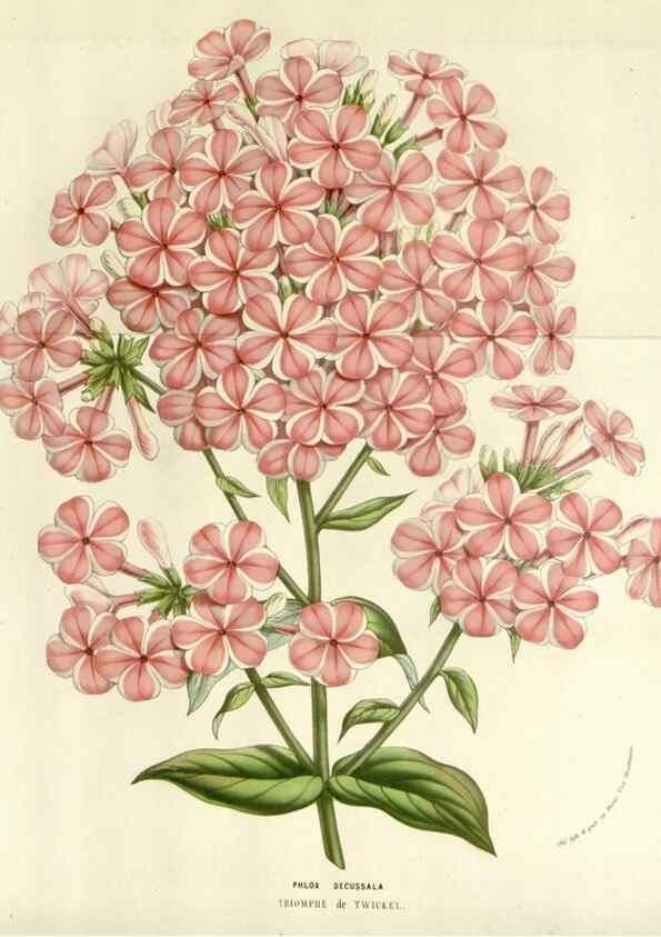 Reproducción/Reproduction 49584598251: Flore des serres et des jardins de l'Europe. A Gand :chez Louis van Houtte, eÌditeur,1845-1880.. 