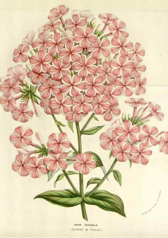 Reproducción/Reproduction 49584598251: Flore des serres et des jardins de l'Europe. A Gand :chez Louis van Houtte, eÌditeur,1845-1880.. 