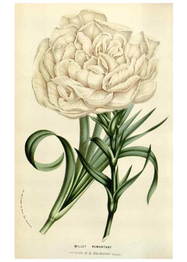 Reproducción/Reproduction 49584830302: Flore des serres et des jardins de l'Europe. A Gand :chez Louis van Houtte, eÌditeur,1845-1880.. 