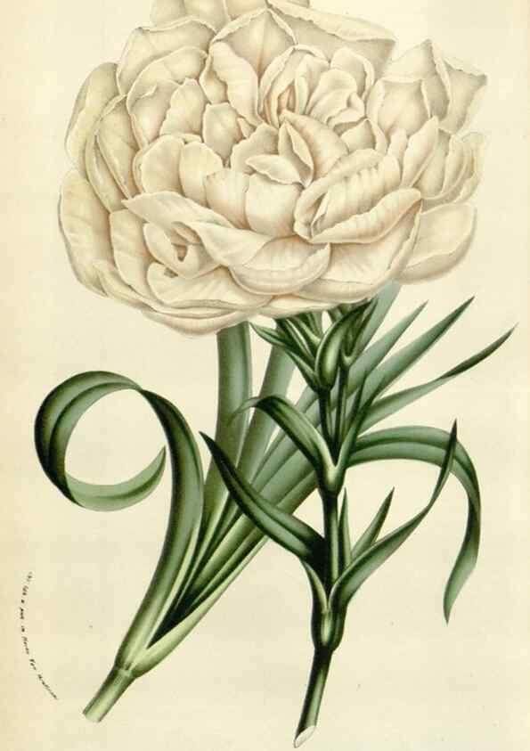 Reproducción/Reproduction 49584830302: Flore des serres et des jardins de l'Europe. A Gand :chez Louis van Houtte, eÌditeur,1845-1880.. 