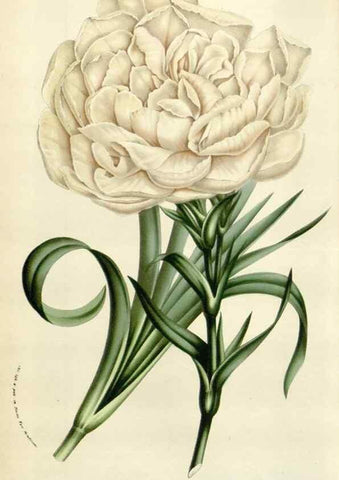 Reproducción/Reproduction 49584830302: Flore des serres et des jardins de l'Europe. A Gand :chez Louis van Houtte, eÌditeur,1845-1880.. 